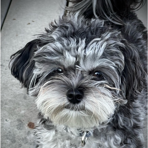 Meet your Posher, Cheryl - Picture 1 of 1